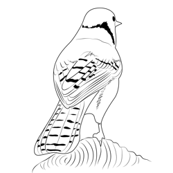 Blue Jay 10 Free Coloring Page for Kids