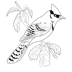 Blue Jay 2 Free Coloring Page for Kids