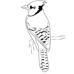 Blue Jay 3 Free Coloring Page for Kids