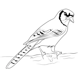 Blue Jay 4 Free Coloring Page for Kids