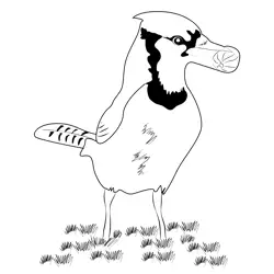 Blue Jay 5 Free Coloring Page for Kids