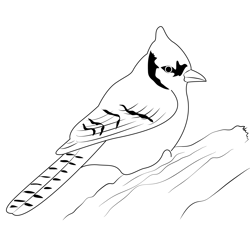 Blue Jay 6 Free Coloring Page for Kids