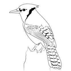 Blue Jay 7 Free Coloring Page for Kids