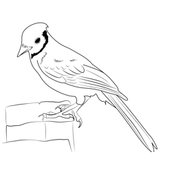 Blue Jay 8 Free Coloring Page for Kids