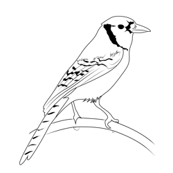 Blue Jay 9 Free Coloring Page for Kids