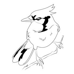 Blue Jay Bird Free Coloring Page for Kids