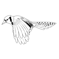 Blue Jay Fly Free Coloring Page for Kids