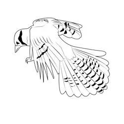 Blue Jay Landing Free Coloring Page for Kids