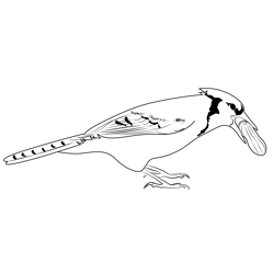 Blue Jay With Peanut Free Coloring Page for Kids