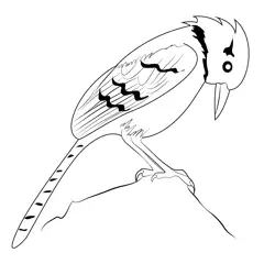Blue Jay Free Coloring Page for Kids