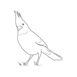 Blue Stellers Jay Free Coloring Page for Kids