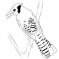 Bluejay In Tree Free Coloring Page for Kids