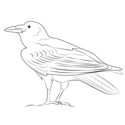 Brown Necked Raven Free Coloring Page for Kids