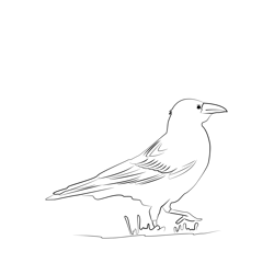Carrion Crow 1 Free Coloring Page for Kids