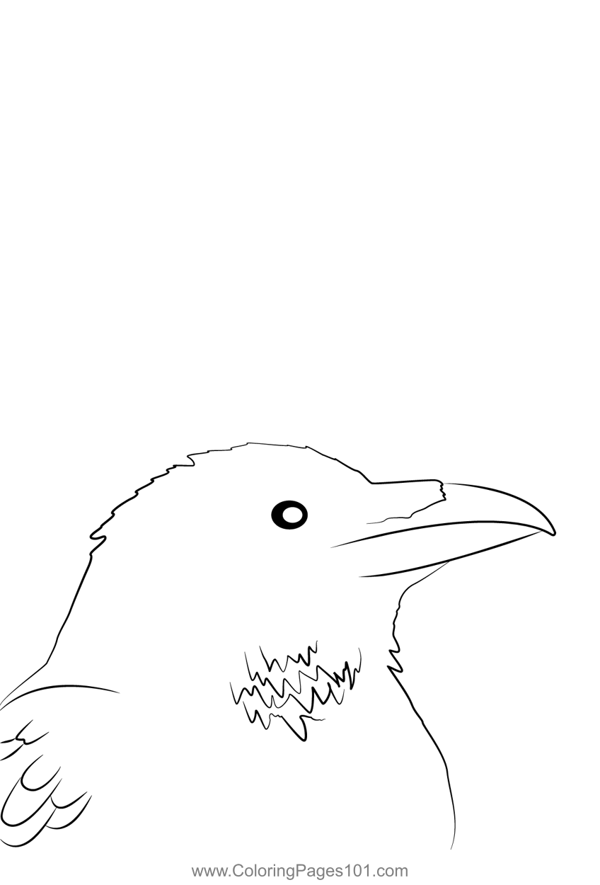 Carrion Crow 11