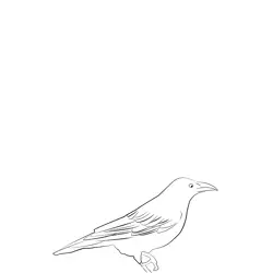 Carrion Crow 13 Free Coloring Page for Kids