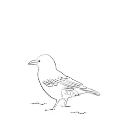Carrion Crow 14 Free Coloring Page for Kids