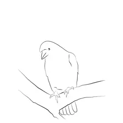 Carrion Crow 15 Free Coloring Page for Kids