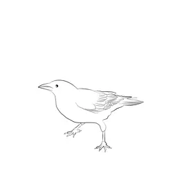 Carrion Crow 16 Free Coloring Page for Kids