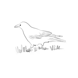 Carrion Crow 17 Free Coloring Page for Kids