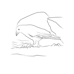 Carrion Crow 18 Free Coloring Page for Kids