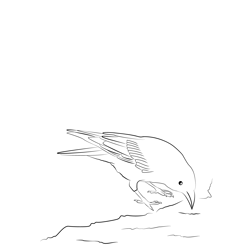 Carrion Crow 20 Free Coloring Page for Kids