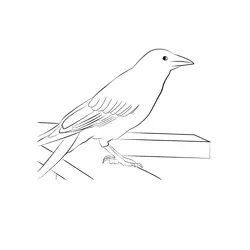 Carrion Crow 21 Free Coloring Page for Kids
