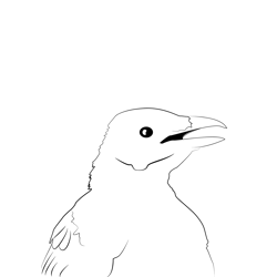 Carrion Crow 6 Free Coloring Page for Kids