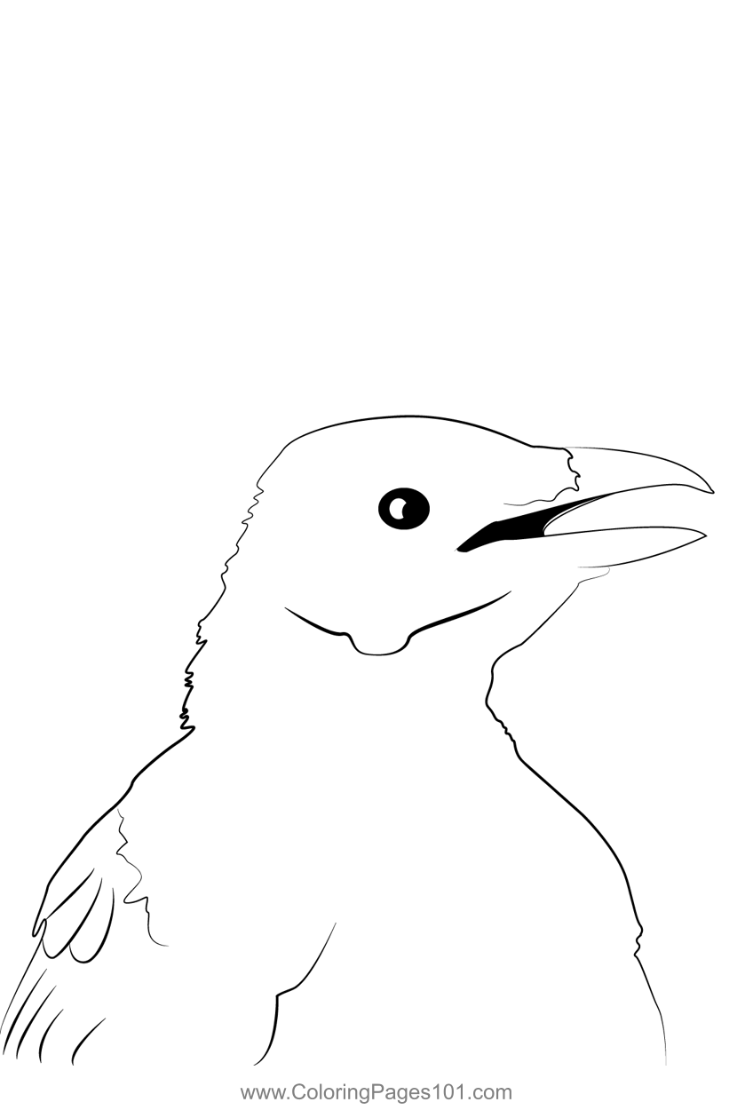 Carrion Crow 6 Coloring Page for Kids - Free Crows Printable Coloring