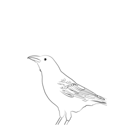 Carrion Crow 8 Free Coloring Page for Kids