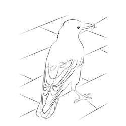Carrion Crow 9 Free Coloring Page for Kids