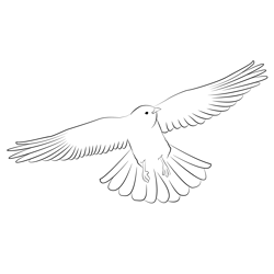 Chough 2 Free Coloring Page for Kids