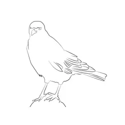 Chough 3 Free Coloring Page for Kids