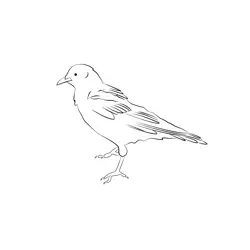 Chough 4 Free Coloring Page for Kids