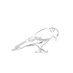 Chough 6 Free Coloring Page for Kids