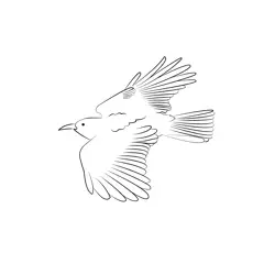 Chough 7 Free Coloring Page for Kids