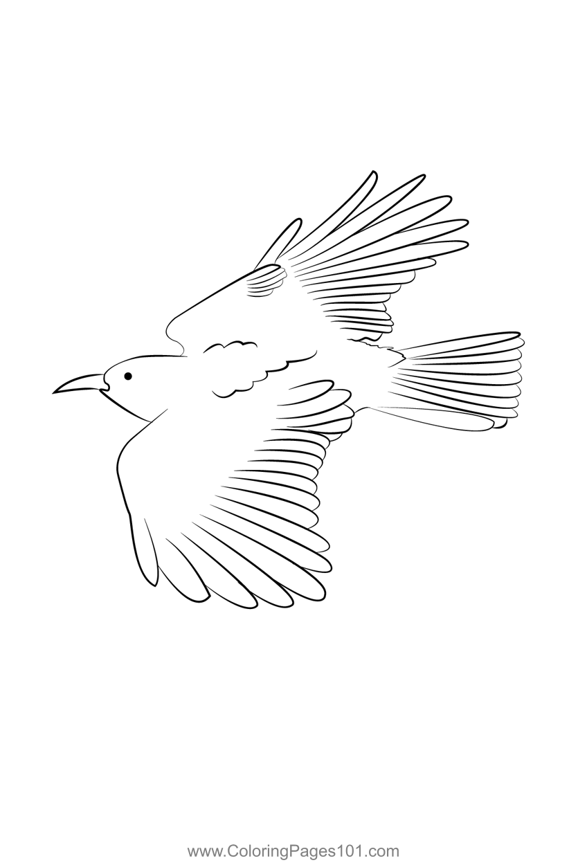 Chough 7 Coloring Page for Kids - Free Crows Printable Coloring Pages ...