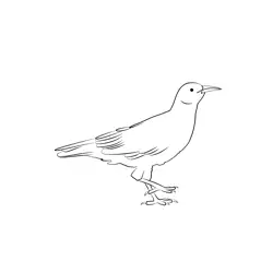 Chough 8 Free Coloring Page for Kids