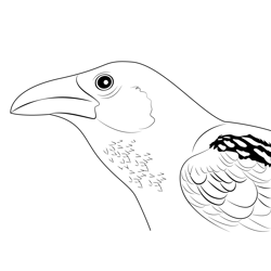 Close Up Raven Free Coloring Page for Kids
