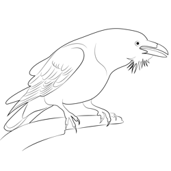 Common Raven Free Coloring Page for Kids