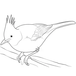 Common Stellers Jay Free Coloring Page for Kids