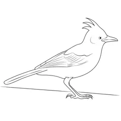 Female Steller's Jay Free Coloring Page for Kids