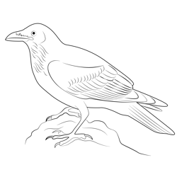 Forest Raven Free Coloring Page for Kids
