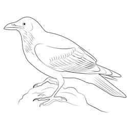 Forest Raven Free Coloring Page for Kids