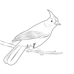 Look Stellers Jay Free Coloring Page for Kids
