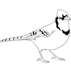 Lovely Blue Jay Free Coloring Page for Kids