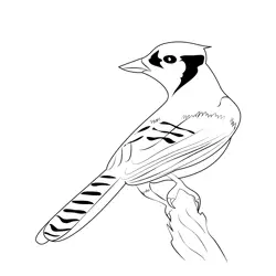Bird Bluejay Free Coloring Page for Kids