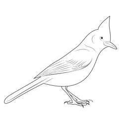 Male Stellers Jay Free Coloring Page for Kids