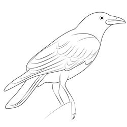 Raven 3 Free Coloring Page for Kids