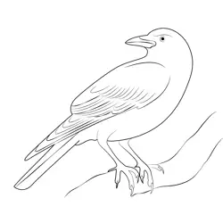Raven 6 Free Coloring Page for Kids
